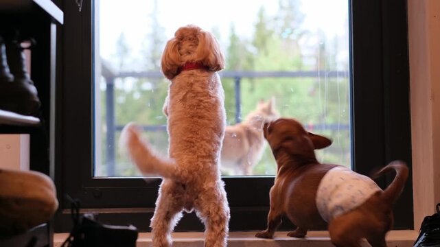 Three playful dogs eagerly watching outside through a window, showcasing their excitement and curiosity as they interact with their environment, capturing a lively moment of canine companionship