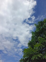 Obraz premium The Bright Blue Heaven With Soft Clouds Above The Forest fds