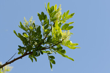 A blooming branch of the Brazilian peppertree (Schinus terebinthifolia) in autumn