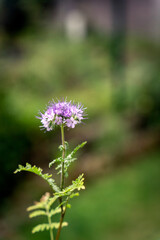 Fototapeta premium Purple tansy flower on green bokeh bg, fiddleneck
