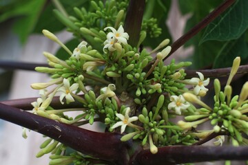 Close up of a male peya tree with very dense flowers