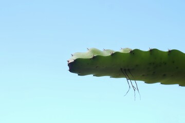 Cactus leaves isolated on clear sky background