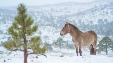 Fototapeta premium Przewalski's horse is standing an open space, buffeted by winter blizzard with snow. This wild horse captures the spirit of untamed winter survival.