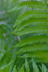 fresh green fern wallpaper