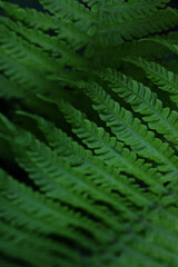 fresh green fern wallpaper