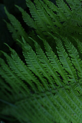 fresh green fern wallpaper