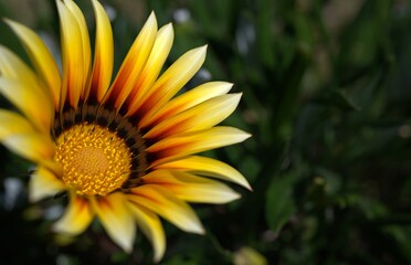 yellow flower in the garden