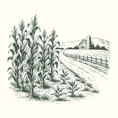 Vintage engraving of a cornfield growing beside a rural road leading to a distant barn under open sky. © Chairul