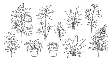 Set of hand drawn house plant, collection of botanical element