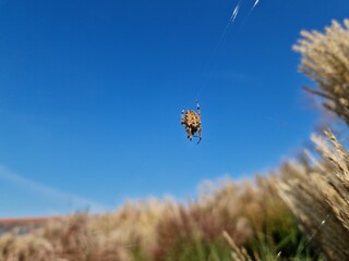 cross spider araneus diadematus on the web against a blue sky
