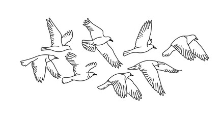 A line art illustration of a flock of seagulls flying in the sky