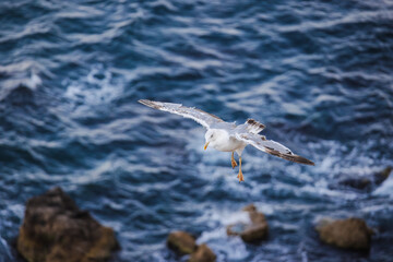 Seagull flying over blue sea with wings spread wide