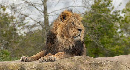 Majestic Lion Resting on Rock in Natural Habitat, Calm, Regal, and Serene Portrait for Wildlife Stock