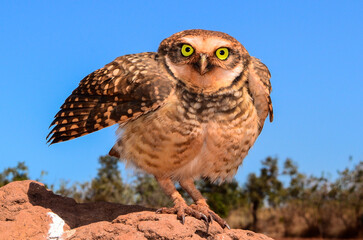 A burrowing owl in a sharp, contrasted image, highlighting its large yellow eyes and defensive posture. A species typical of the Brazilian savanna.