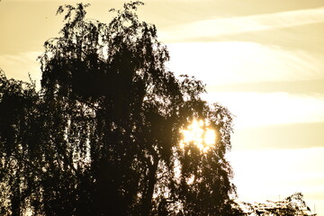 Birch tree with sunlight shining through leaves