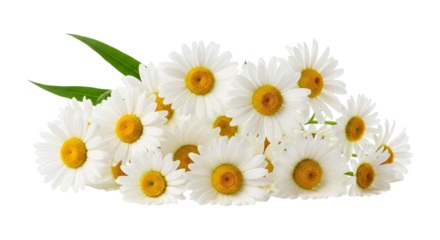 A beautiful bunch of fresh white daisies isolated on transparent background, a symbol of purity and innocence in nature