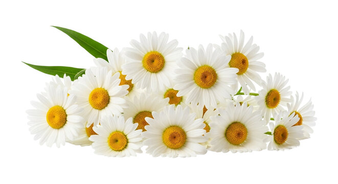 A beautiful bunch of fresh white daisies isolated on transparent background, a symbol of purity and innocence in nature