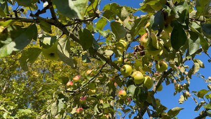 Green apples under summer sun 