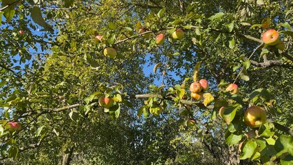 Sweet apples growing in orchard