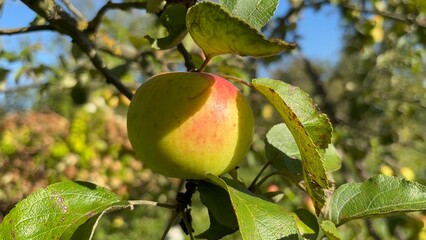 green variety of apples up close