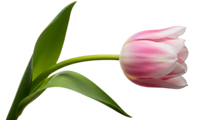 Close up of a beautiful pink tulip isolated on transparent background, showcasing its delicate petals and vibrant color