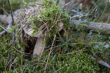 Obraz premium White mushroom among moss and pine needles