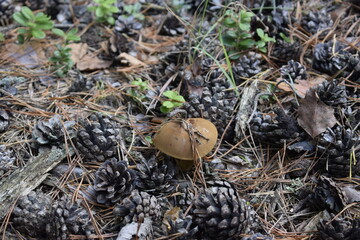 Mushroom among pine cones and forest needles
