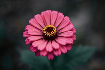 Bright Zinnia Flower Close-Up