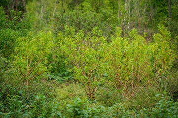 Obraz premium Saplings and Bushes Growing in Woodland