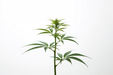 Fototapeta premium Isolated young cannabis seedling on a white backdrop