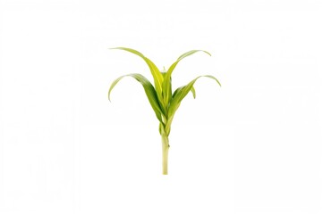 Fototapeta premium Fresh young corn seedling isolated on a white backdrop