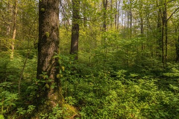 Fototapeta premium Fresh green pine cones