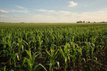 Newly sprouted corn plants in a farm field. Maize, crop cultivation, farming.