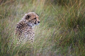 Young cheetah in the grass