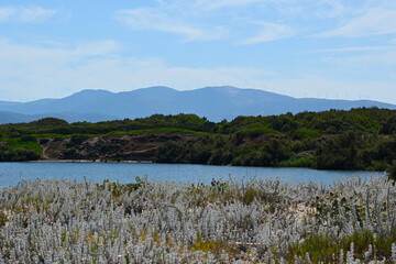 The mouth of the Coghinas river, Sardinia, municipality of Valledoria, in the Gulf of Asinara. Protected area, natural habitats of animals, birds, fish and plant species. Sardegna, Italy