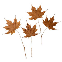 Group of Four Dry Brown Maple Leaves with Stems on a transparent background PNG   