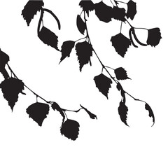 Black silhouette of birch tree branches with leaves and catkins on white background
