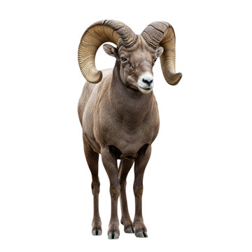 Bighorn sheep ram with large curled horns isolated on transparent background