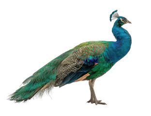 Obraz premium A peacock in profile view against a black background