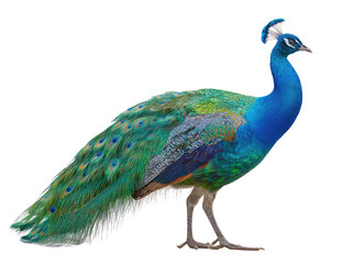 Fototapeta premium Profile view of a vibrant peacock