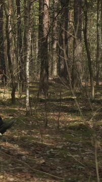 Reenactor Dressed As German Infantry Soldier Going By Forest. Soldier With Carabines Mauser 98k Combing Forest Autumn Season. Reenactment Tactic Game. Wermacht Military Uniform