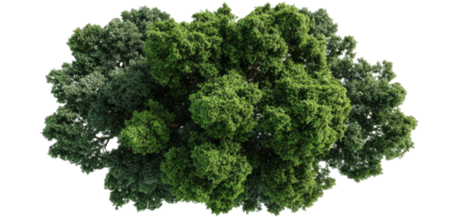 Aerial view of a lush green tree canopy