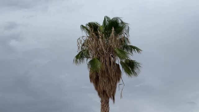 Palm Tree in Gray: A solitary palm tree stands tall, its fronds swaying gently against a dramatic backdrop of a overcast sky, an ode to nature's resilience.
