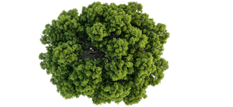 Dense green tree canopy