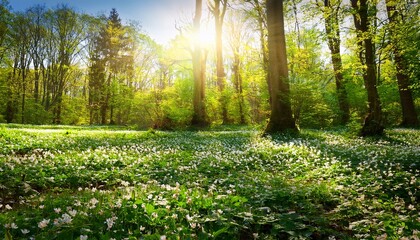 Obraz premium blossoming glade of flowers in green spring forest in sunlight