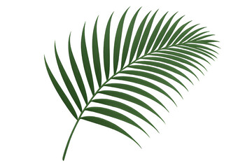 Obraz premium Palm leaf isolated on white background suitable for tropical, botanical, summer, exotic, eco, plant, nature, natural, seasonal, and creative decorative design projects and uses
