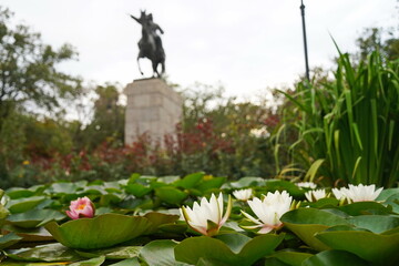 Wild lilies in the city pond, in the park. Autumn time.