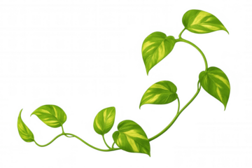 Golden pothos vine branch with variegated green and yellow leaves, tropical houseplant on transparent background