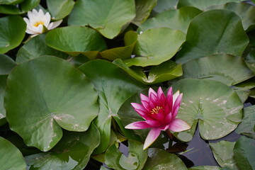 Wild lilies in the city pond, in the park. Autumn time.