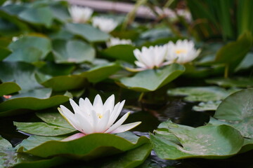 Wild lilies in the city pond, in the park. Autumn time.